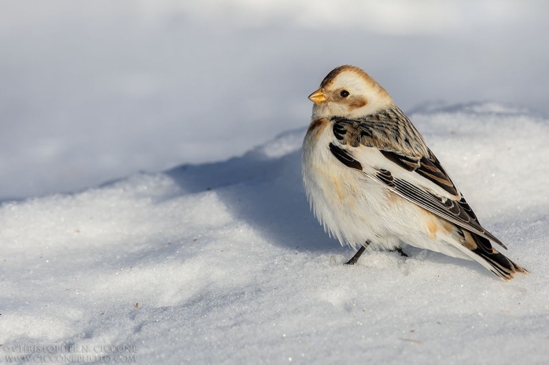 Snow Bunting