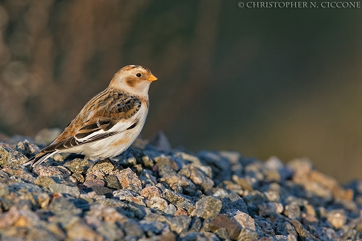 Snow Bunting