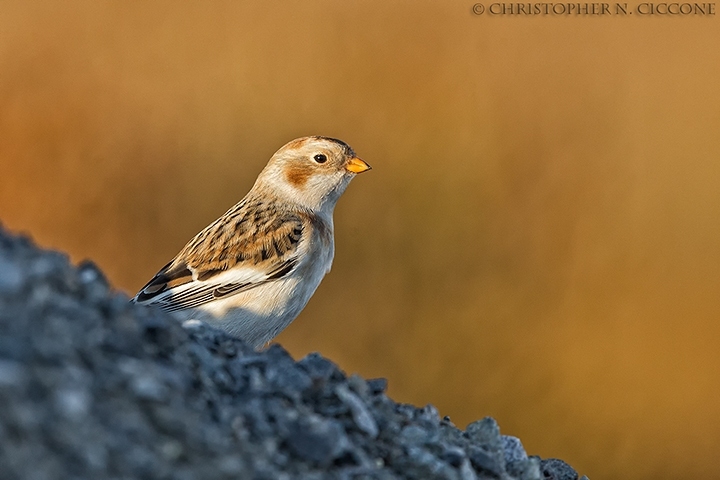 Snow Bunting