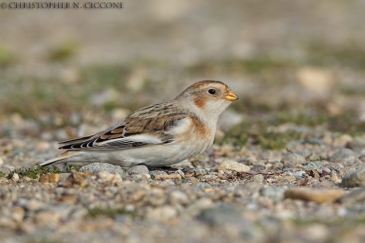 Snow Bunting