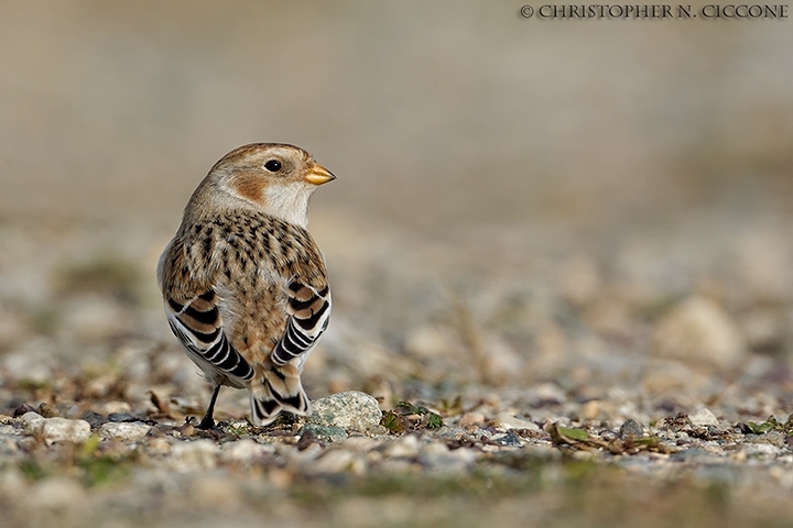 Snow Bunting