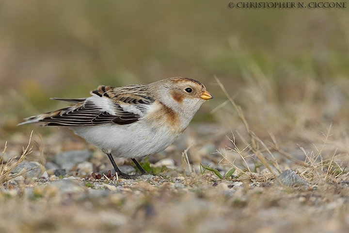 Snow Bunting