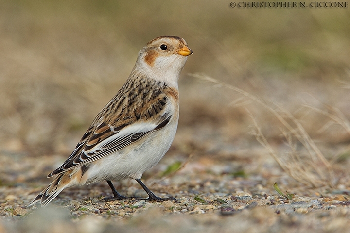 Snow Bunting