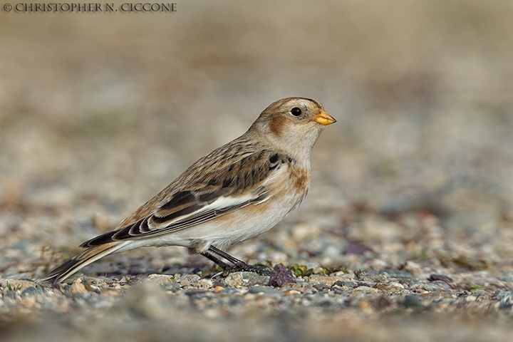 Snow Bunting