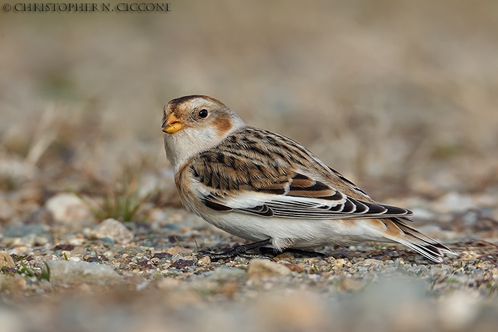 Snow Bunting