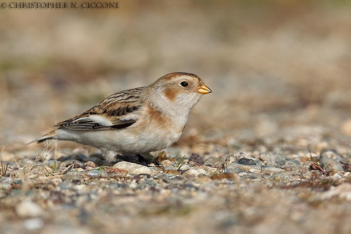 Snow Bunting