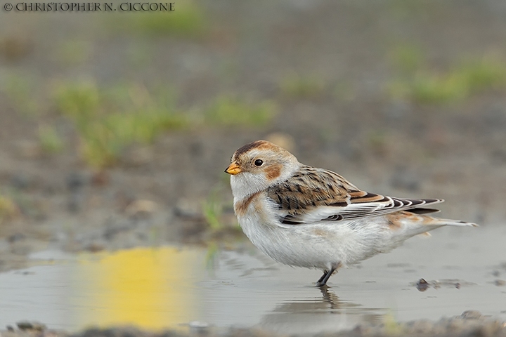 Snow Bunting