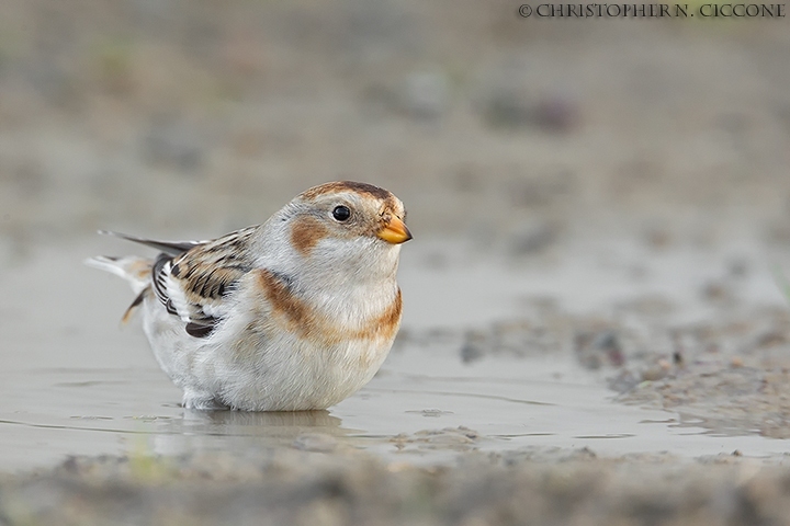 Snow Bunting