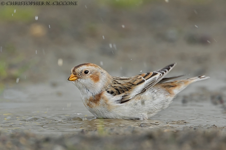 Snow Bunting