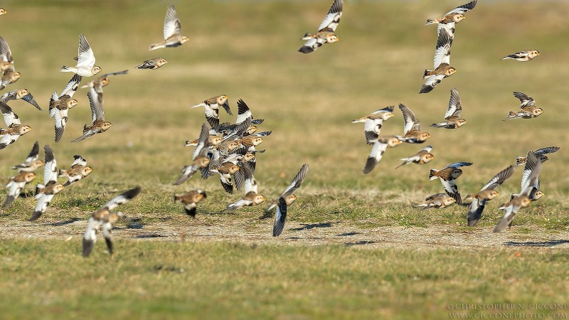 Snow Bunting