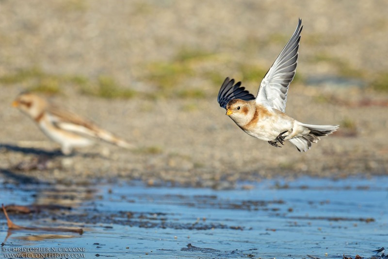 Snow Bunting