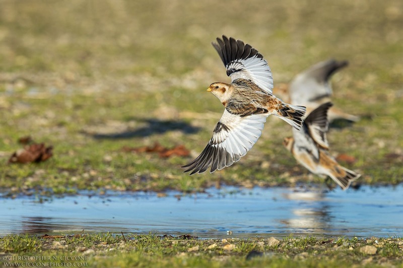 Snow Bunting