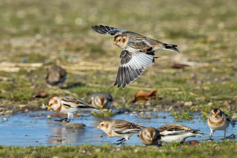 Snow Bunting