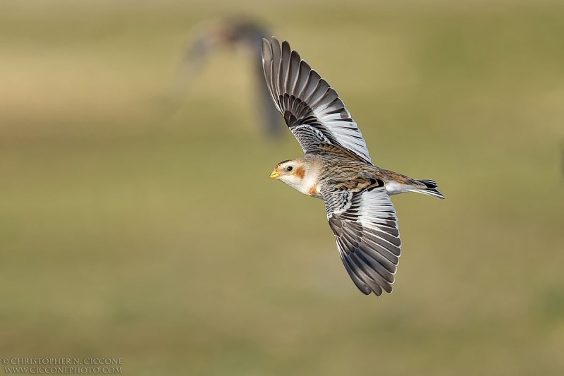 Snow Bunting