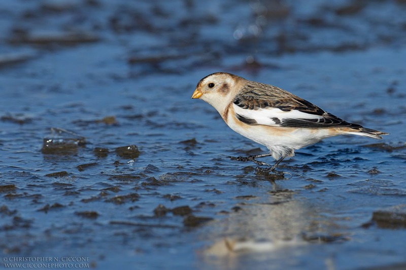 Snow Bunting