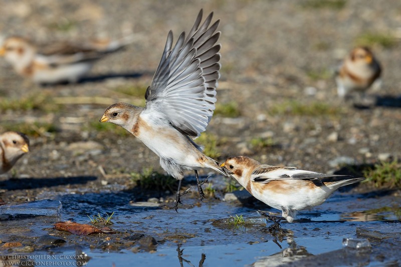 Snow Bunting