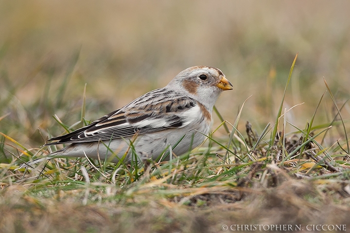 Snow Bunting