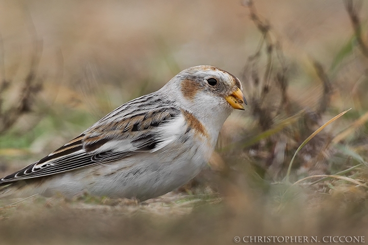 Snow Bunting