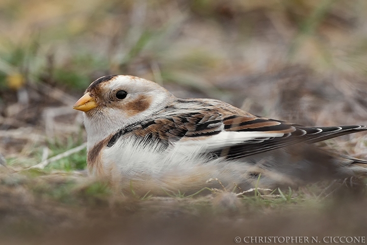 Snow Bunting