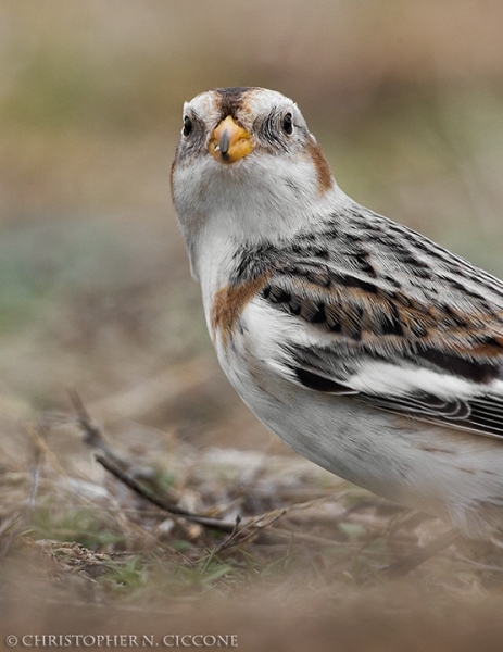 Snow Bunting