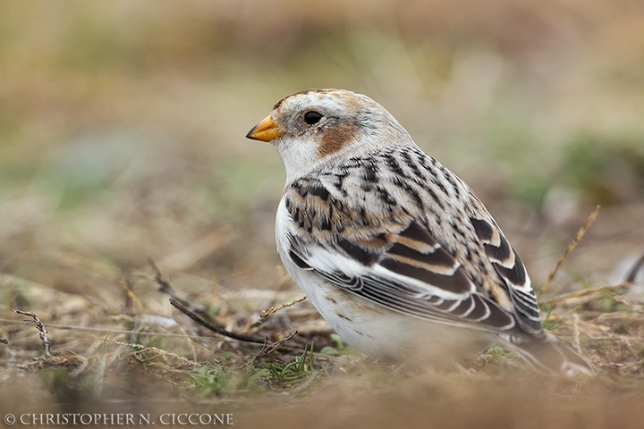 Snow Bunting