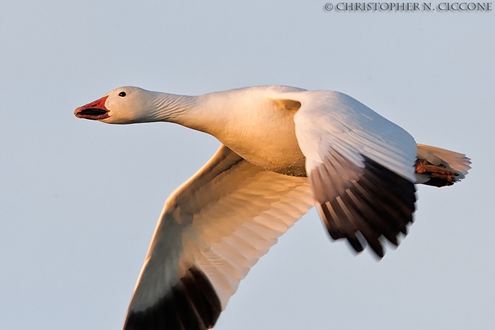 Snow Goose