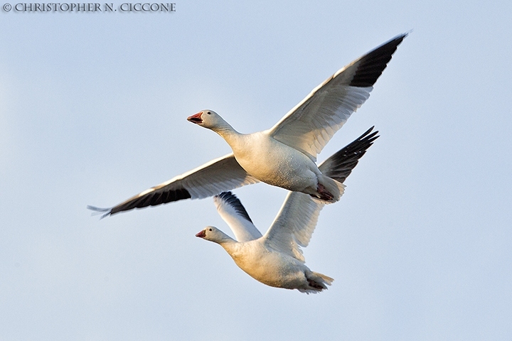 Snow Goose