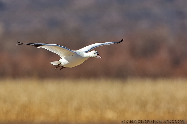 Snow Goose