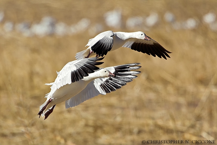 Snow Goose