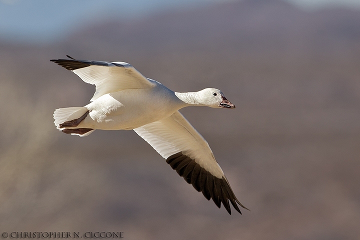 Snow Goose