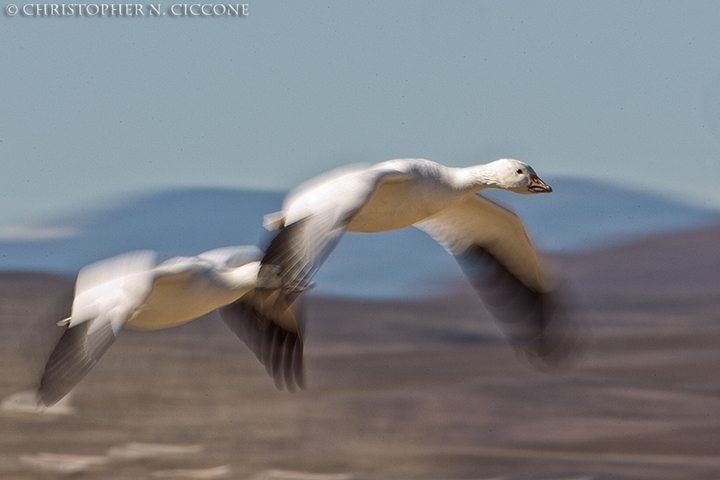 Snow Goose