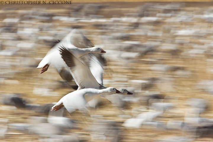 Snow Goose