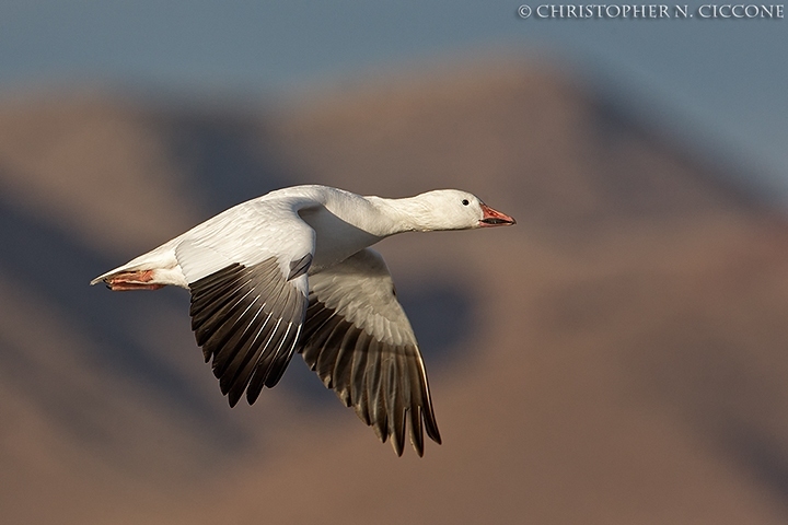 Snow Goose