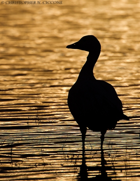 Snow Goose