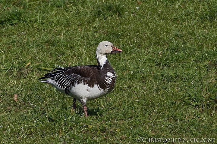 Snow Goose