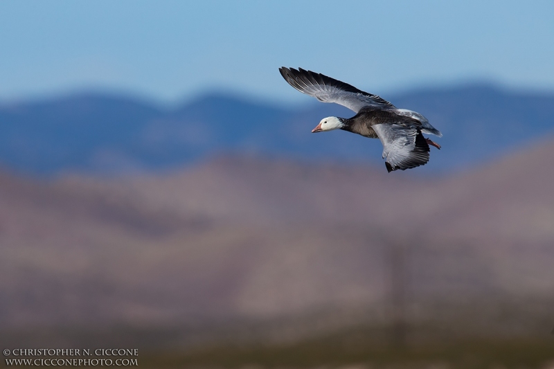 Snow Goose