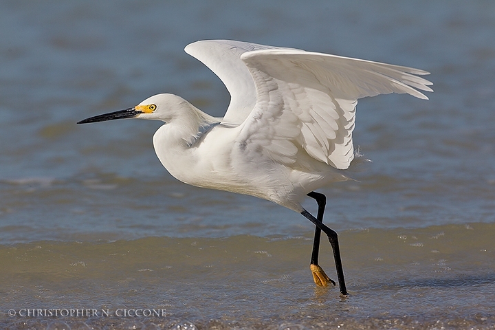 Snowy Egret