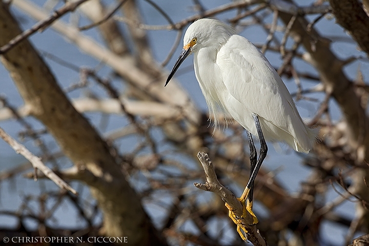 Snowy Egret