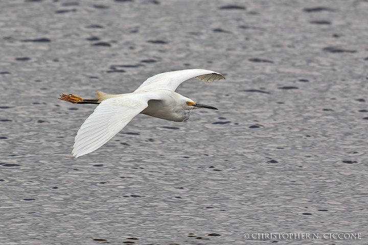 Snowy Egret