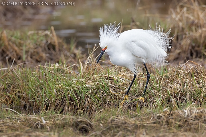 Snowy Egret