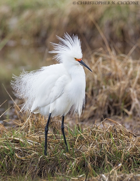 Snowy Egret