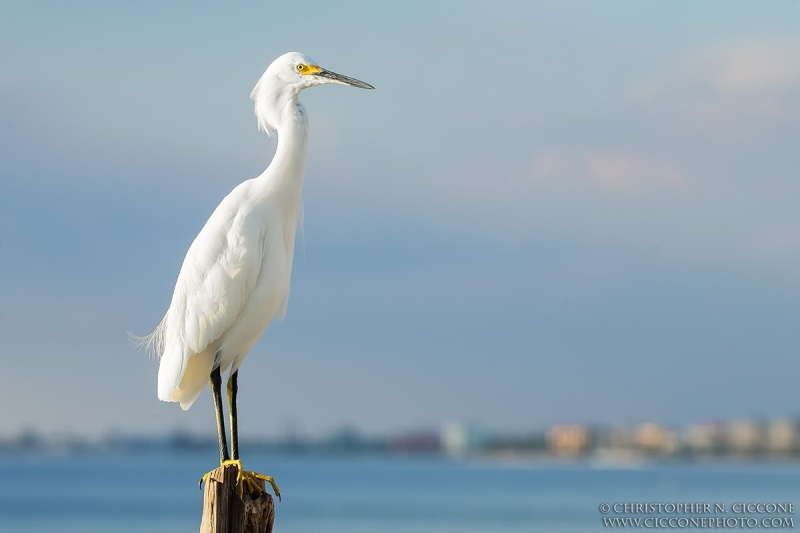 Snowy Egret