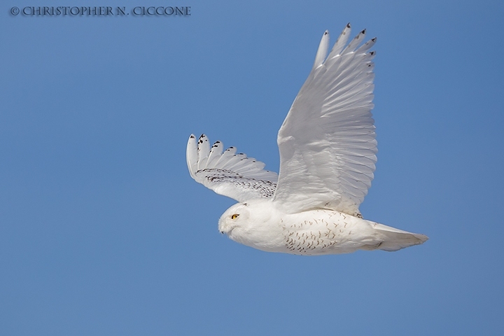 Snowy Owl