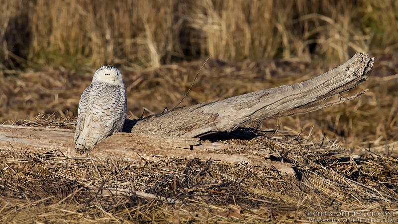 Snowy Owl