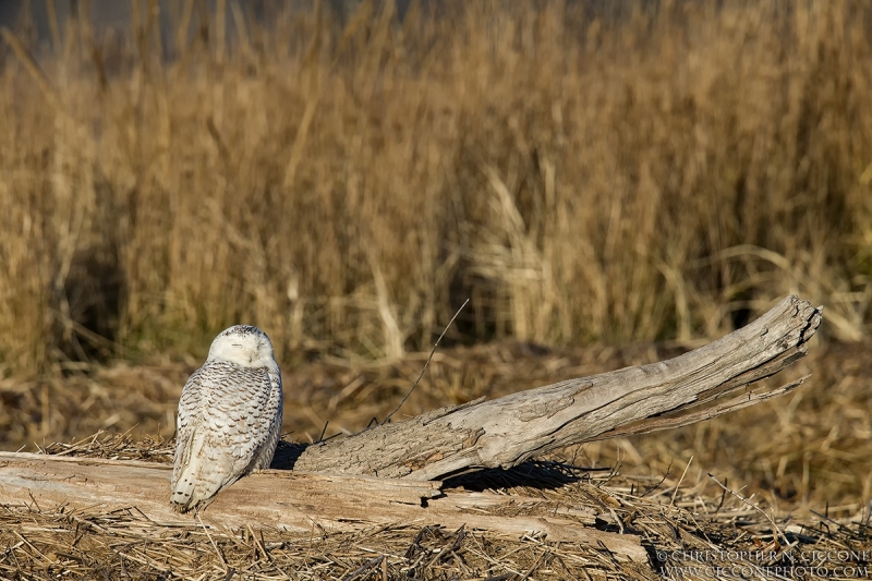 Snowy Owl