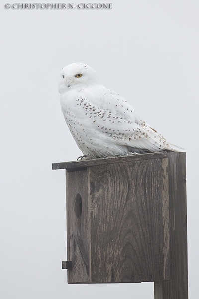 Snowy Owl