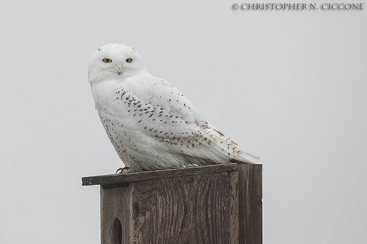 Snowy Owl