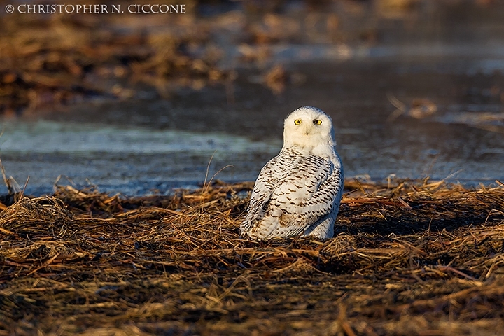 Snowy Owl