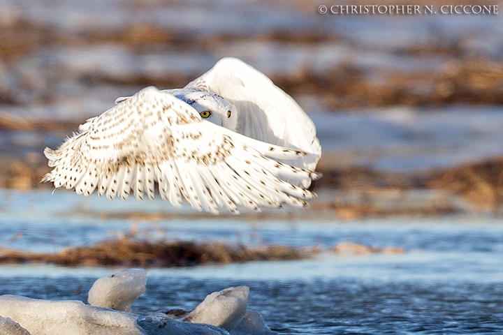 Snowy Owl