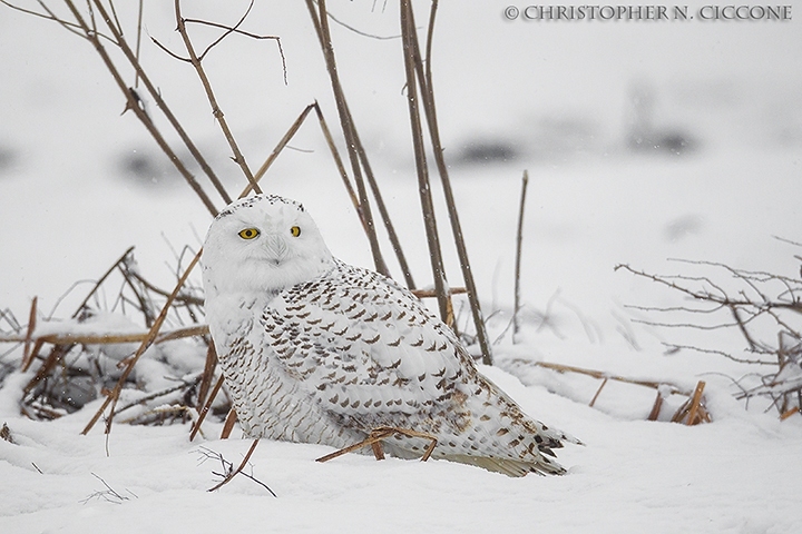 Snowy Owl